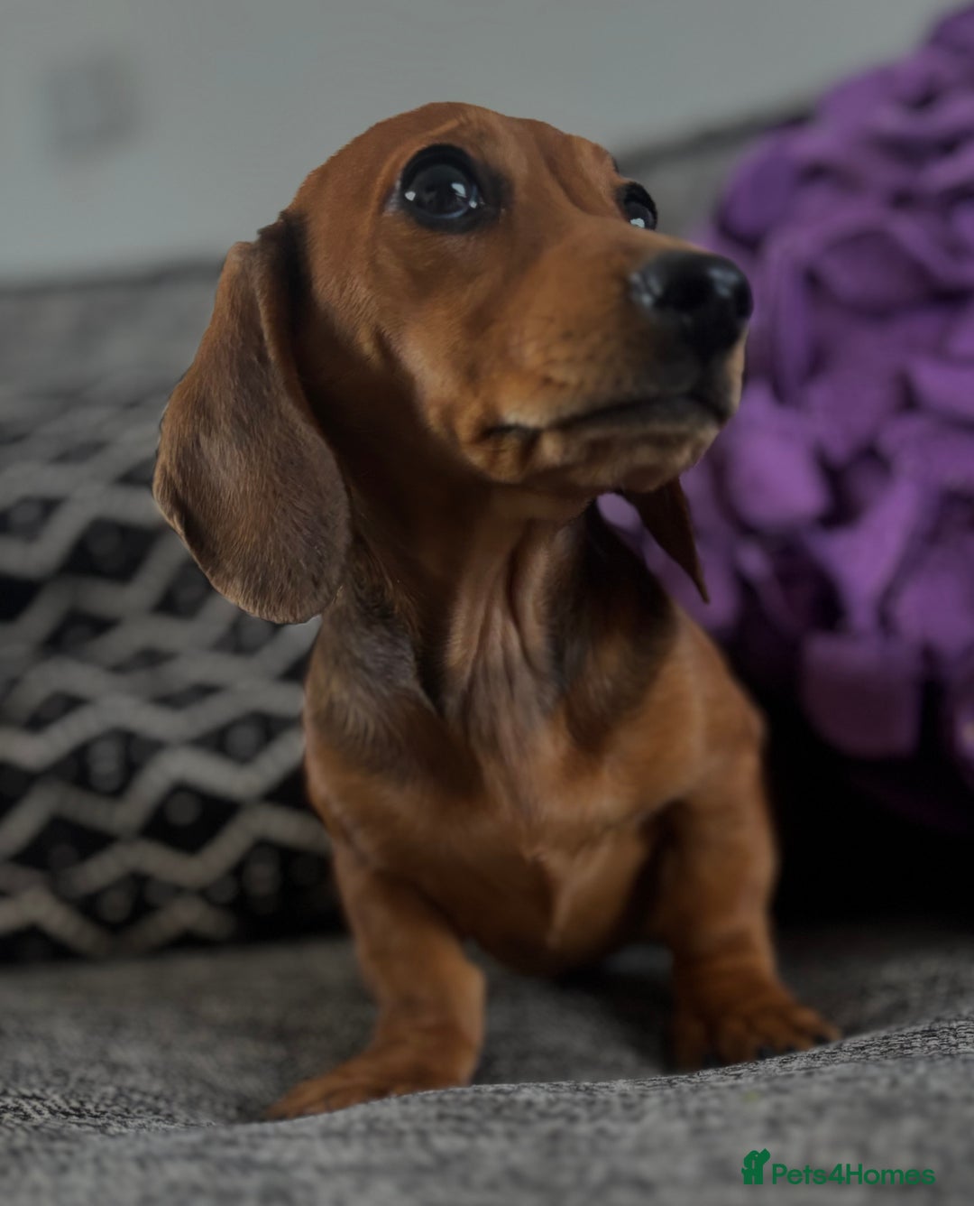 Dachshund dogs for sale: CHAMPION LINE KC REG MINI DACHSHUND GIRLS  - Image 8