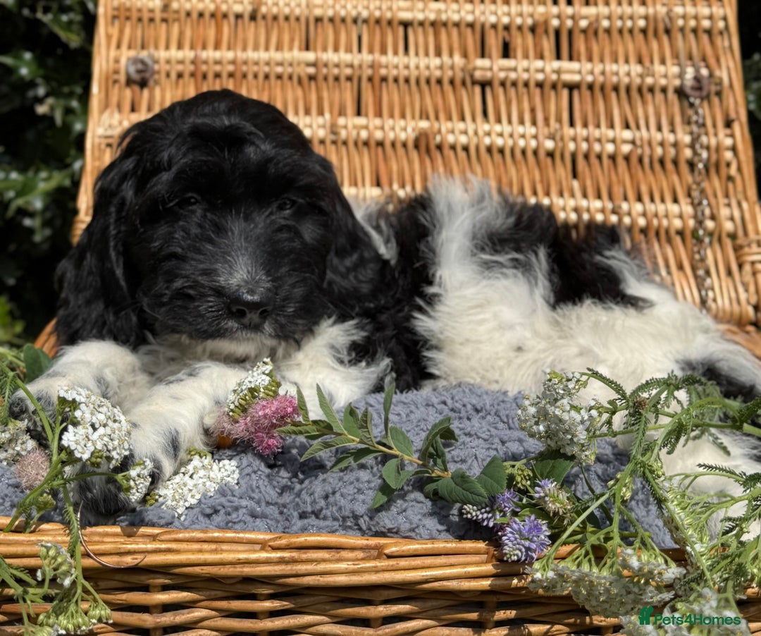 Cockapoo dogs for sale:  cockapoo puppies **READY GO GO** - Image 3
