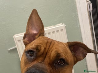 Mixed Breed dogs - Advert 12