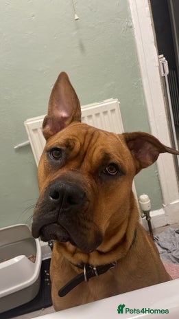 Mixed Breed dogs - Advert 16