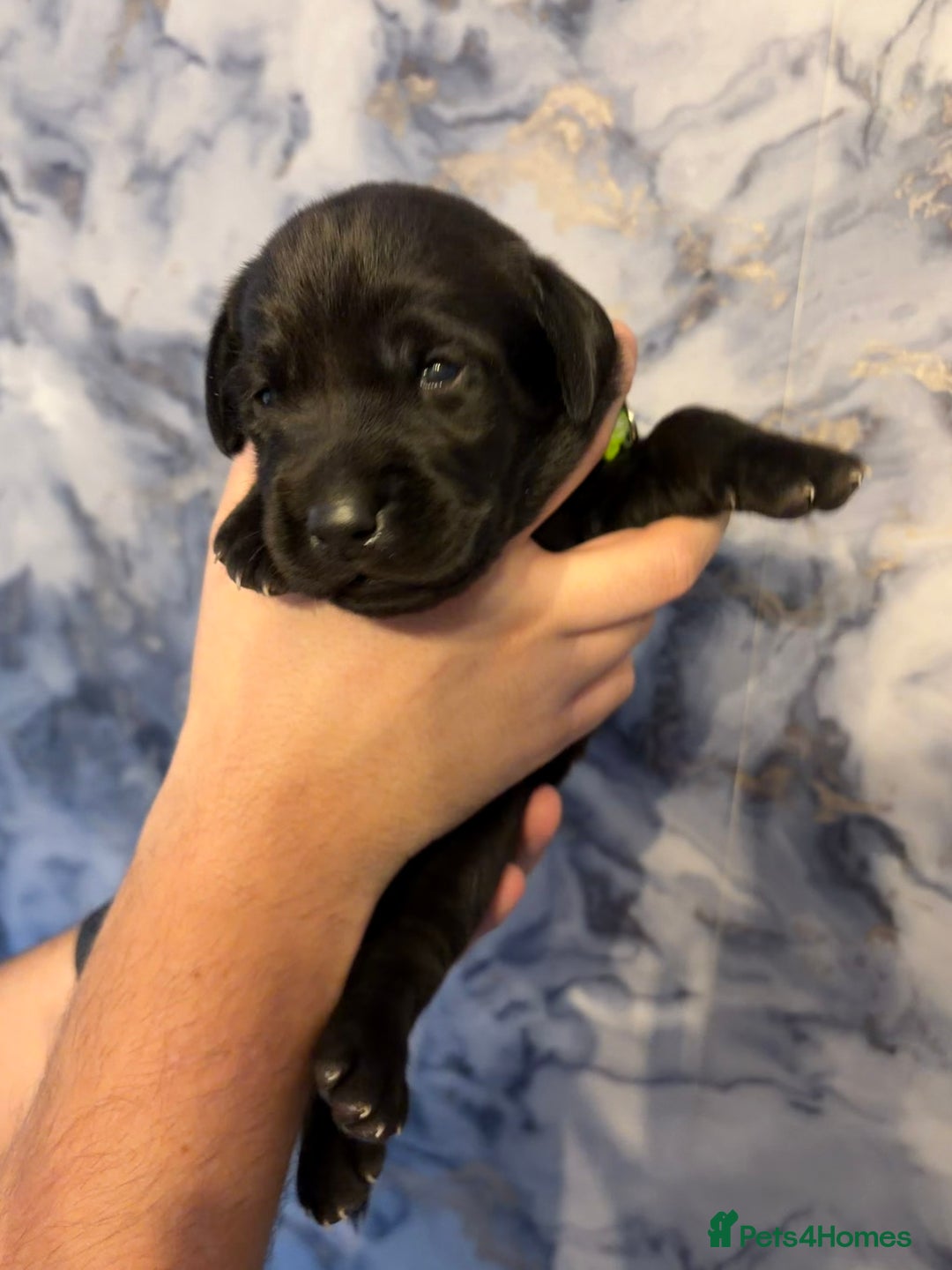 Labrador Retriever dogs for sale: KC Chunky Labrador Puppies - Advert 2