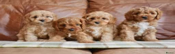 Cavapoo dogs for sale: Quality Health Tested F1 Toy Cavapoo Puppies - Advert 1