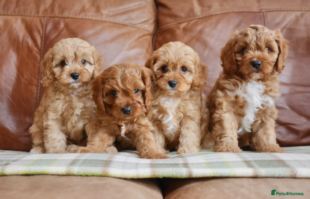 Cavapoo dogs for sale: Quality Health Tested F1 Toy Cavapoo Puppies - Advert 1