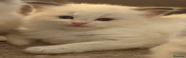 Ragdoll 1