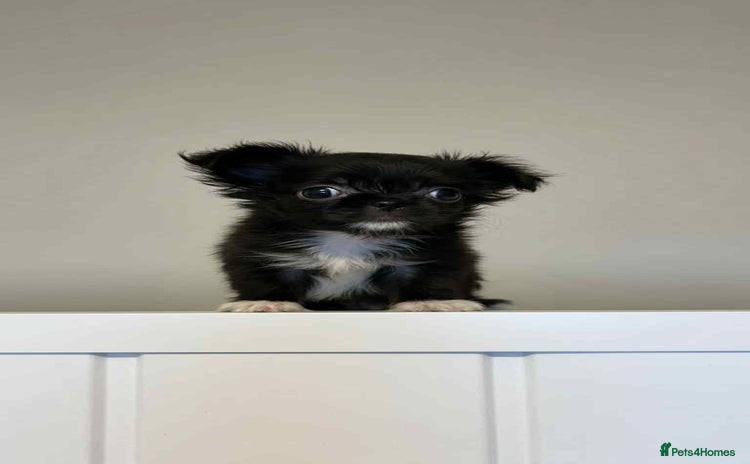 Chihuahua dogs - Advert 10