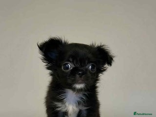 Chihuahua dogs - Advert 28