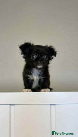 Chihuahua dogs - Advert 10