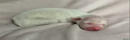 Italian Greyhound dogs for sale: KC Italian greyhound puppies East. Europ lineage - Advert 39
