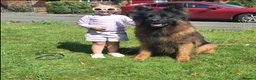 German Shepherd dogs for sale: Long haired German shepherd puppies  in Stoke-on-Trent - Advert 13