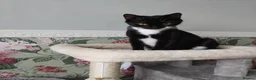 Domestic Shorthair cats for sale: Sabrina tuxedo female  - Advert 10