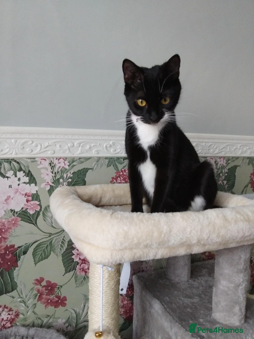 Domestic Shorthair cats for sale: Sabrina tuxedo female  - Advert 10