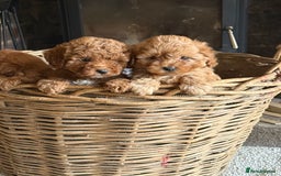 Cavapoo dogs for sale: Gorgeous Red Cavapoo Pups  - Image 5