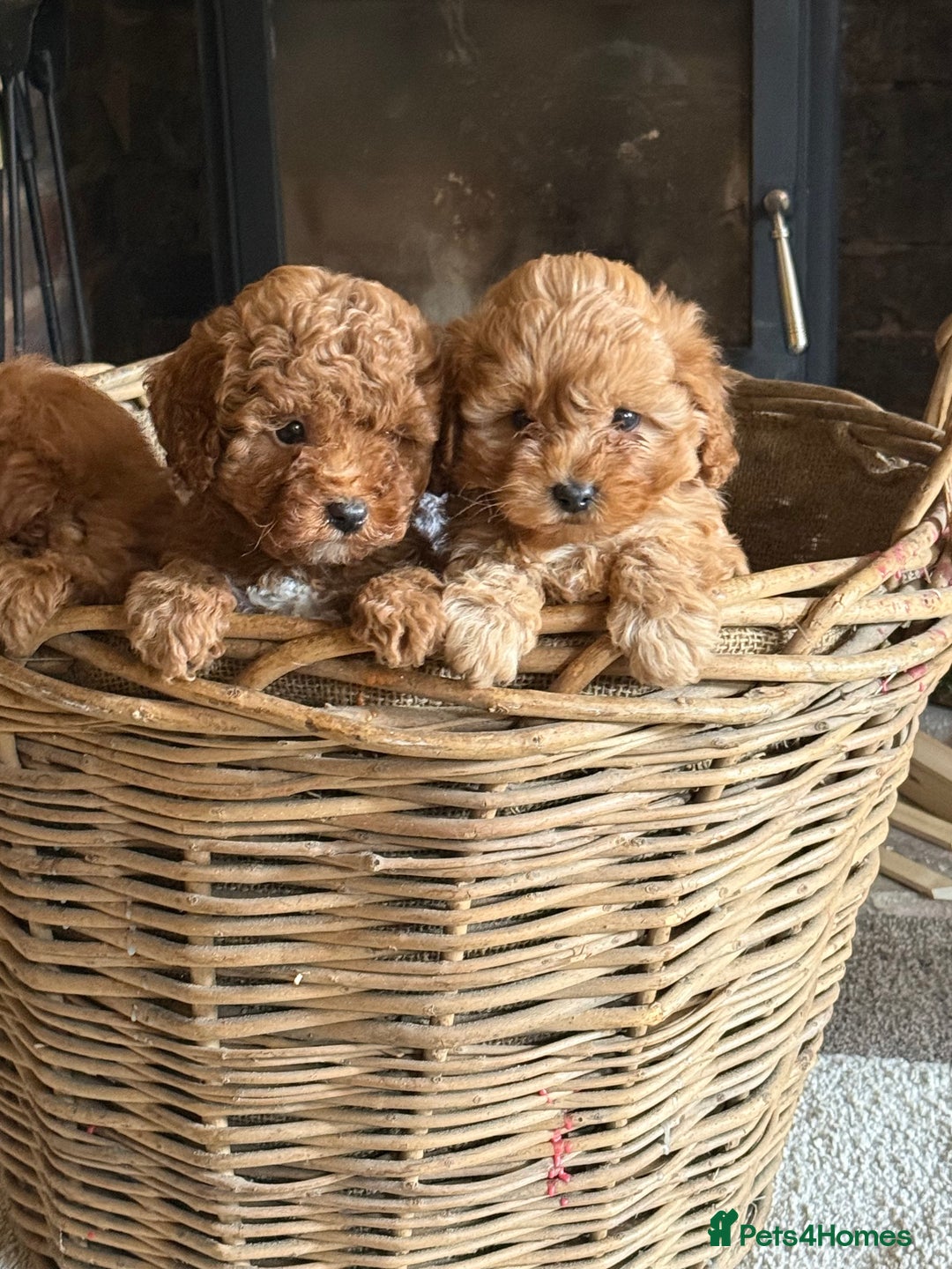 Cavapoo dogs for sale: Gorgeous Red Cavapoo Pups  - Image 5