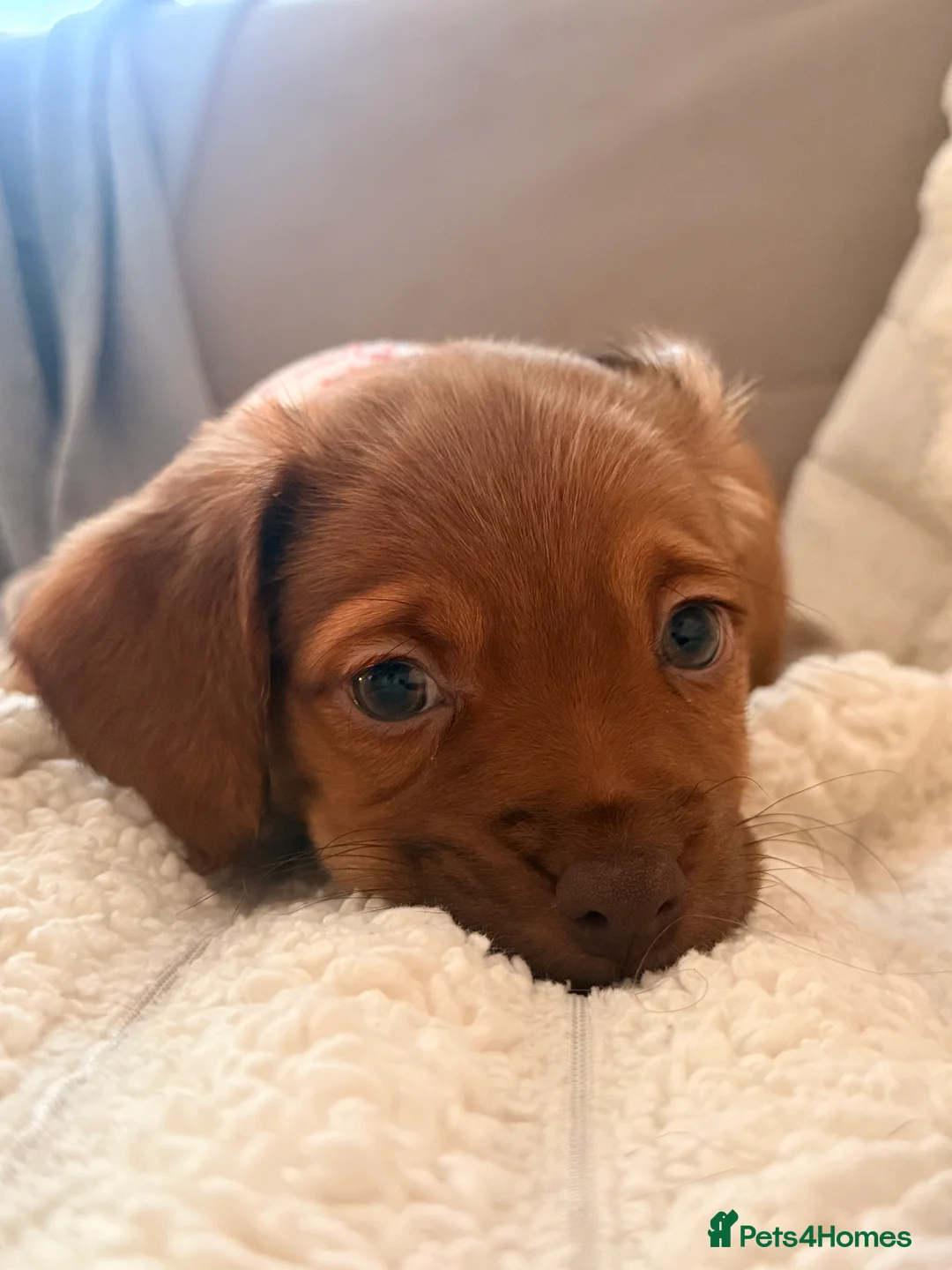 Mixed Breed dogs for sale: 8.5 week old puppy  in Dudley - Advert 1