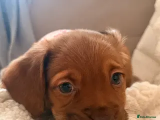 Mixed Breed dogs 8.5 week old puppy - Advert 1