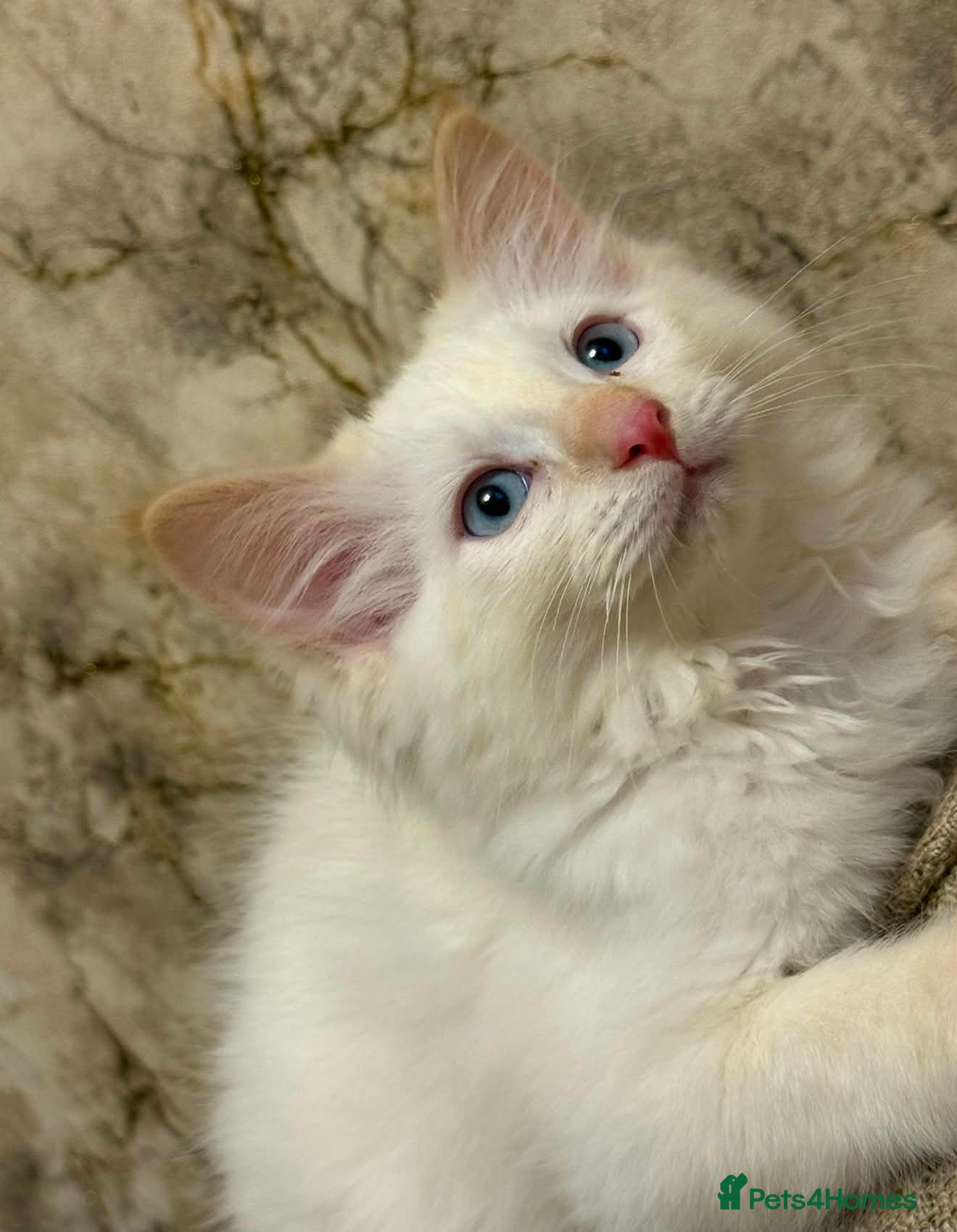 Ragdoll cats 💙 Ragdoll Kittens with Eyes as Blue as the Sky - Advert 2