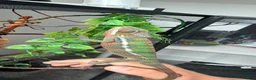 Chameleon reptiles for sale: True nosy be blue panther chameleon  in Reading - Advert 6