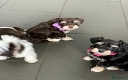 Miniature Schnauzer dogs for sale: 5* Licensed KC Toy Chocolate Schnauzers - Image 34