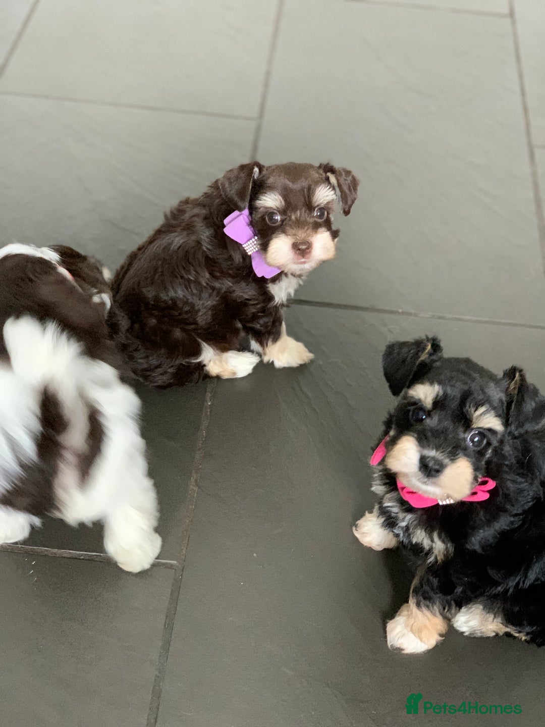 Miniature Schnauzer dogs for sale: 5* Licensed KC Toy Chocolate Schnauzers - Image 34