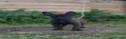 Belgian Shepherd Dog dogs for sale: Dutch herder  in Bedworth - Advert 5