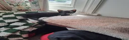 Mixed Breed cats for sale: Gorgeous kittens for sale - Advert 3