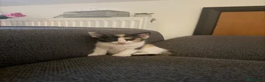 Cali