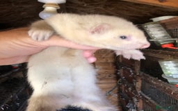 Ferret rodents for sale: Ferret for sale  - Image 3