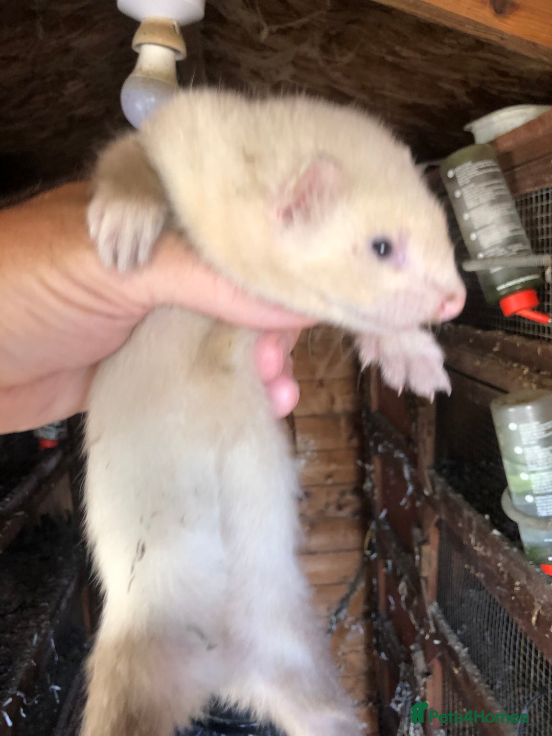 Ferret rodents for sale: Ferret for sale  - Image 3