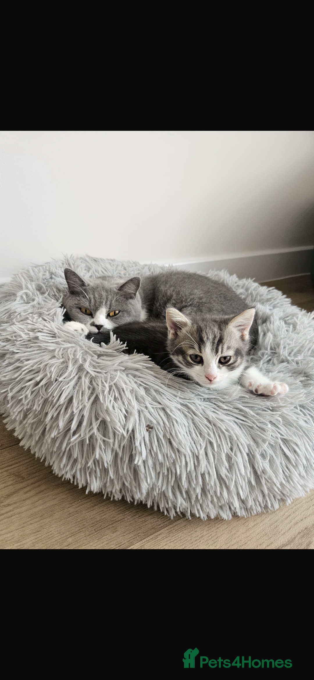 British Shorthair cats for sale: British shorthair x Cross Kitten Male  - Image 5