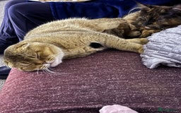 Scottish Fold cats for sale: Gizmo  - Image 4