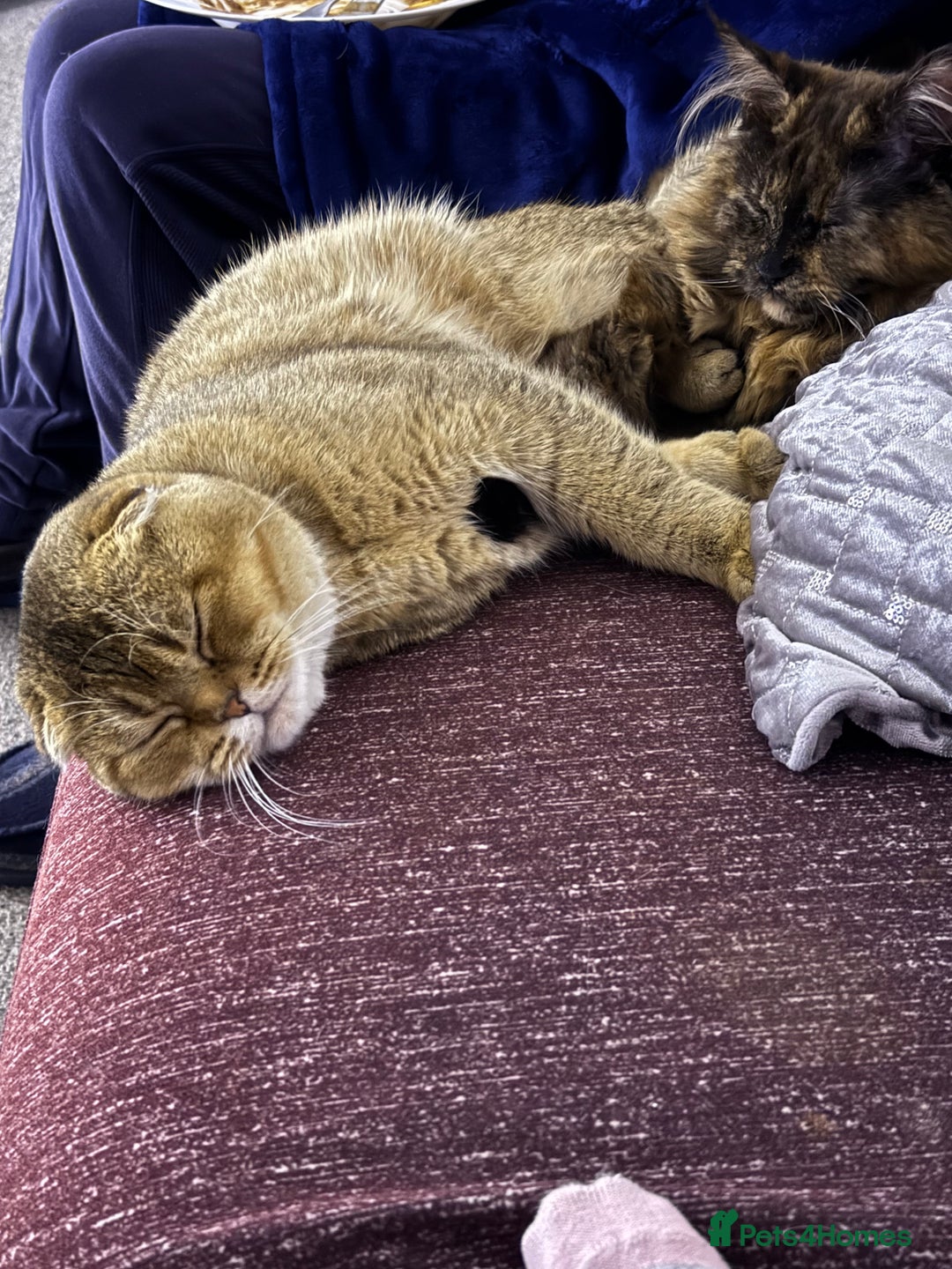 Scottish Fold cats for sale: Gizmo  - Image 4