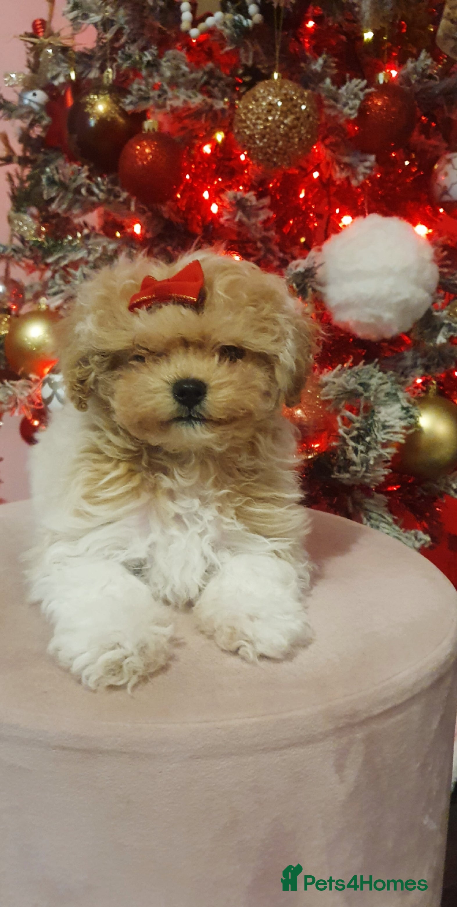 Maltipoo dogs 🌟💛🌟Amazing Biscuit Princess 🌟💛🌟  - Advert 1