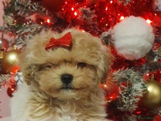 Maltipoo dogs 🌟💛🌟Amazing Biscuit Princess 🌟💛🌟 - Advert 8