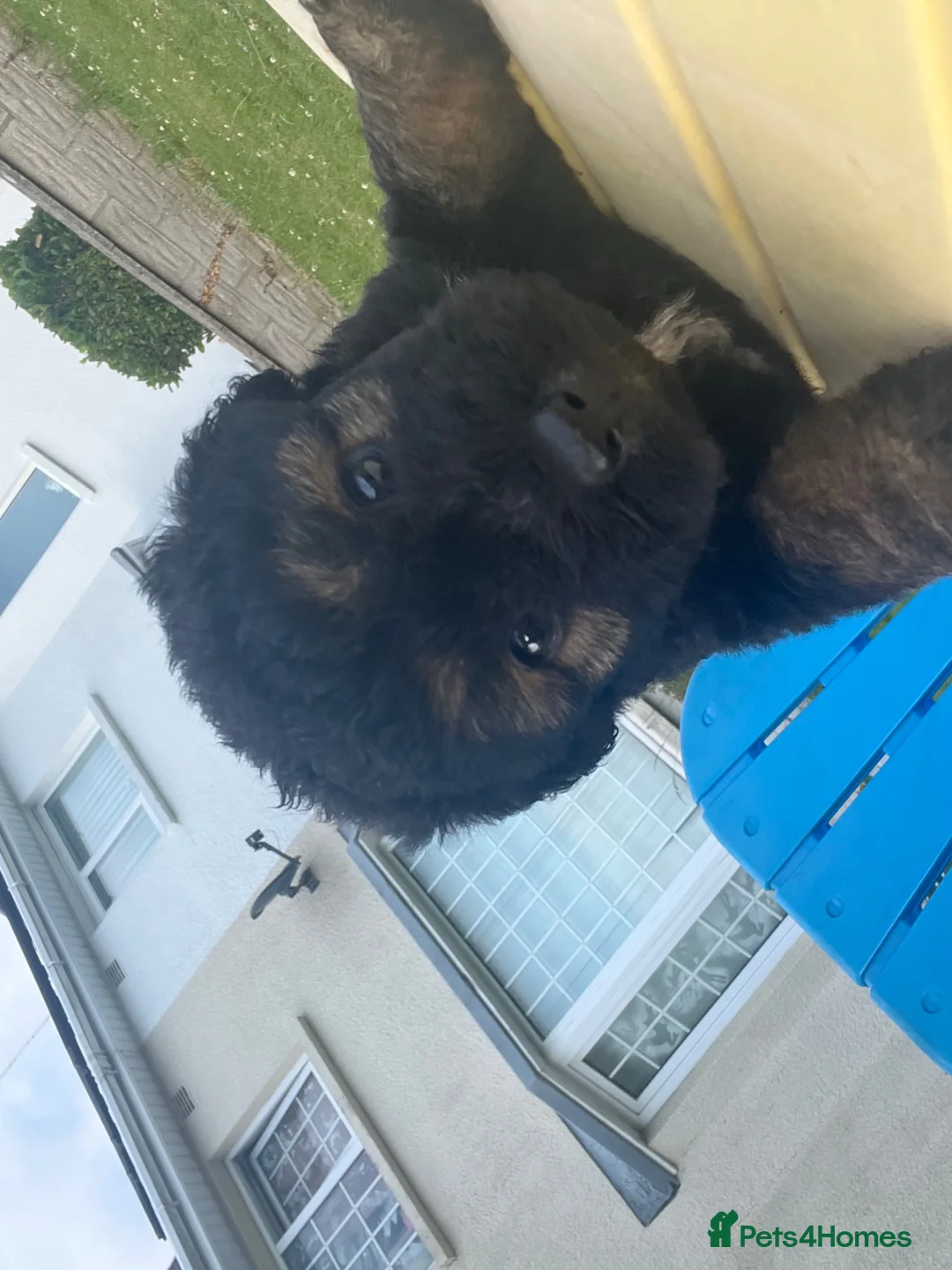 Mixed Breed dogs for sale: 7 beautiful Malkita x puppies with unique colours  - Advert 2