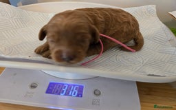 Cockapoo dogs for sale: American cockerpoo licensed Breeder health tested  - Image 12