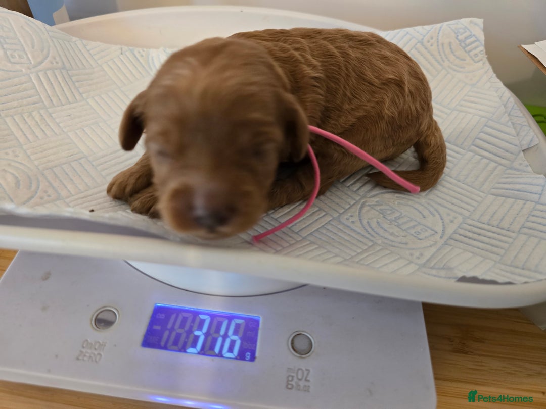 Cockapoo dogs for sale: American cockerpoo licensed Breeder health tested  - Image 12