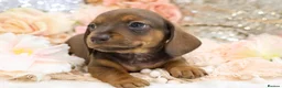 Dachshund dogs for sale: KC Miniature Dachshund Puppies - Advert 14