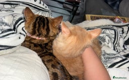 Bengal cats for sale: Stunning Bengal Cat-Playful,Affectionate - Advert 4