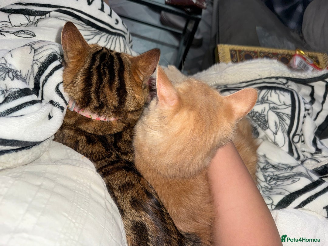 Bengal cats for sale: Stunning Bengal Cat-Playful,Affectionate - Advert 4