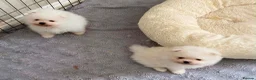 Pomeranian dogs for sale: Snow White Pomeranian Puppies  - Advert 21