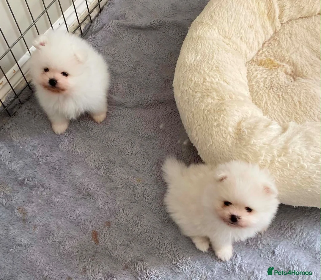 Pomeranian dogs for sale: Snow White Pomeranian Puppies  - Advert 21