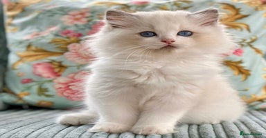 Ragdoll cats - Advert 2