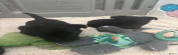 Scottish Terrier dogs for sale: Scottish terrier Puppies  - Advert 6