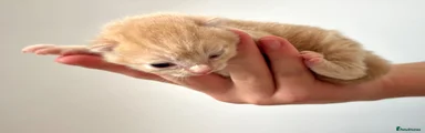 Siberian 1