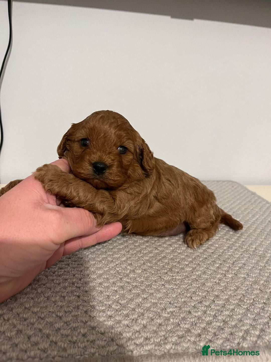 Cavapoo dogs for sale: Cavapoo (Girl) - Advert 4