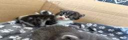 Mixed Breed cats for sale: 🐾 3 fluffy kittens looking for forever homes🐾 - Advert 10