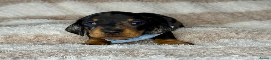Miniature Dachshund Puppy 2