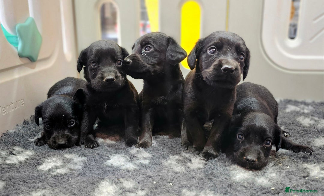 Labrador Retriever dogs for sale: 6 BEAUTIFUL BLACK PUPPIES. LAB CROSS COCKER - Image 2