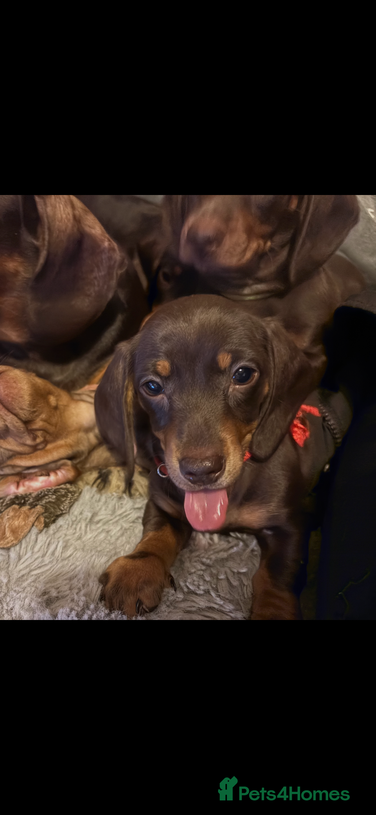 Miniature Dachshund dogs READY 🐶🤎Beautiful miniature dachshunds  - Advert 9