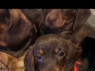 Miniature Dachshund dogs READY 🐶🤎Beautiful miniature dachshunds - Advert 9